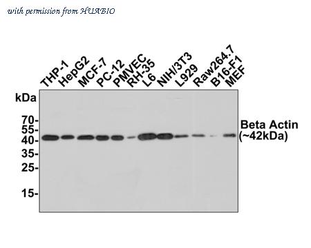 HUABIO EM21002 image 2