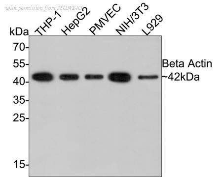 HUABIO EM21002 image 3