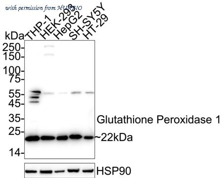 HUABIO EM40708 image 1