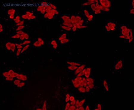 HUABIO EM40708 image 3