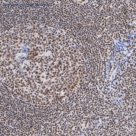 HUABIO EM50109 image 3