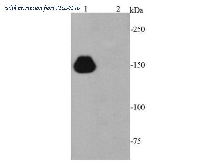 HUABIO EM50804 image 1