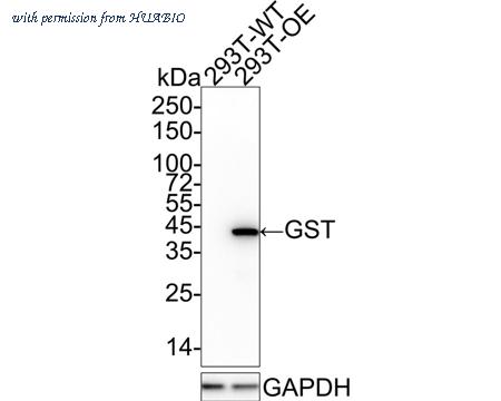 HUABIO EM80701 image 1