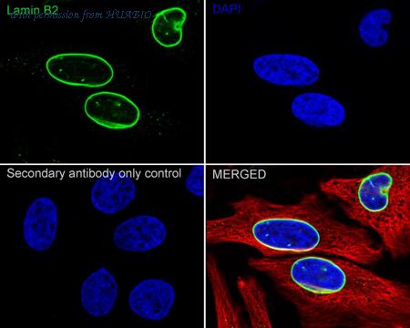 HUABIO ER0403 image 2