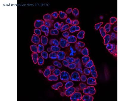 HUABIO ER0403 image 3