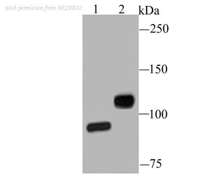 HUABIO ER1601-4 image 1
