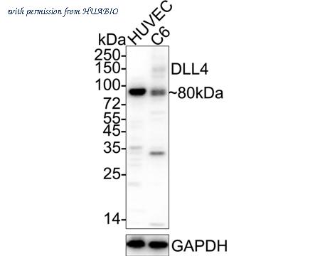 HUABIO ER1706-29 image 1