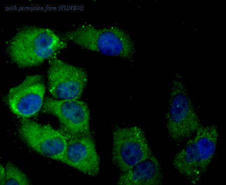 HUABIO ER1706-29 image 3