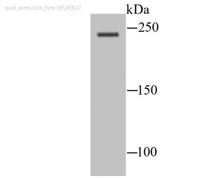 HUABIO ER1706-30 image 2
