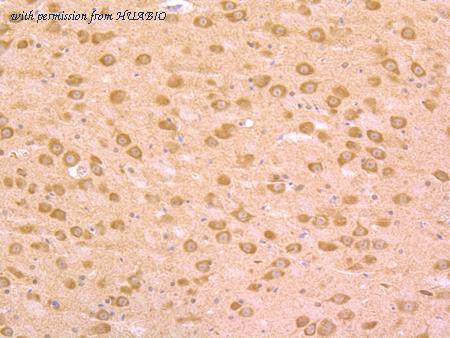 HUABIO ER1706-30 image 3