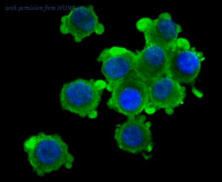 HUABIO ER1706-36 image 2