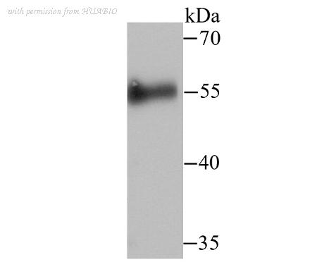 HUABIO ER1706-38 image 1