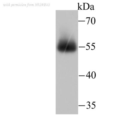 HUABIO ER1706-42 image 1