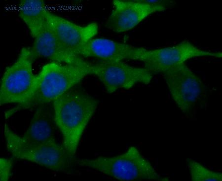 HUABIO ER1706-43 image 1