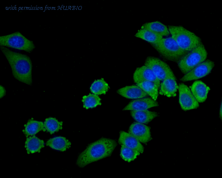 HUABIO ER1706-44 image 2