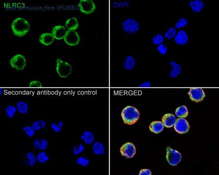 HUABIO ER1706-45 image 2