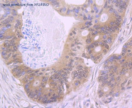 HUABIO ER1706-45 image 3