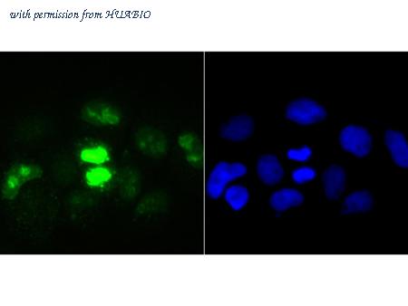 HUABIO ER1706-46 image 1