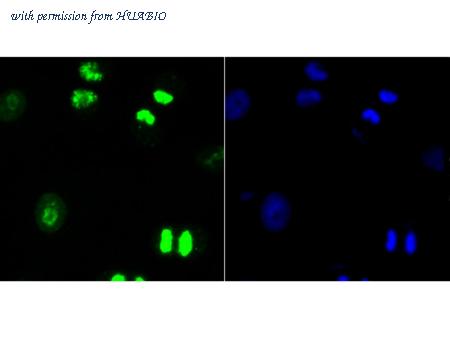 HUABIO ER1706-46 image 2