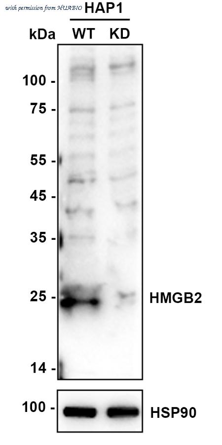 HUABIO ER1706-52 image 1