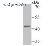 HUABIO ER1706-53 image 2