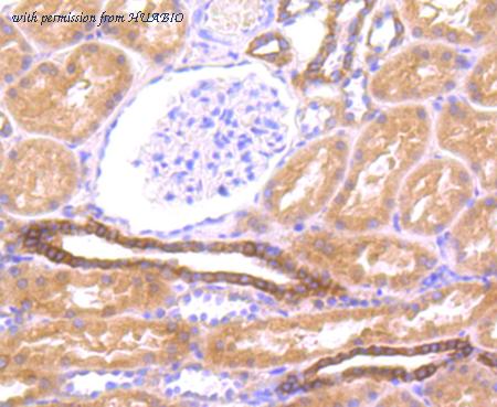 HUABIO ER1706-53 image 3