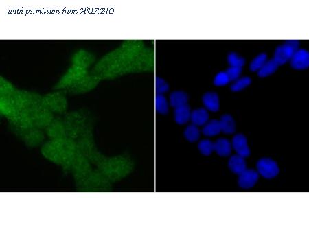 HUABIO ER1706-64 image 2