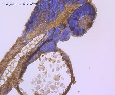 HUABIO ER1706-68 image 2