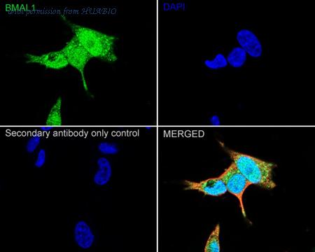 HUABIO ER1706-71 image 2
