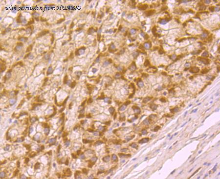 HUABIO ER1706-71 image 3