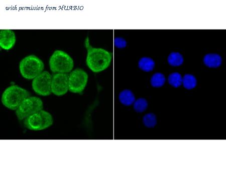 HUABIO ER1706-74 image 2