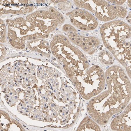 HUABIO ER1706-83 image 3