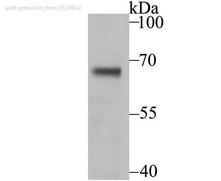 HUABIO ER1802-25 image 1