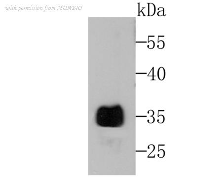 HUABIO ER1802-27 image 1