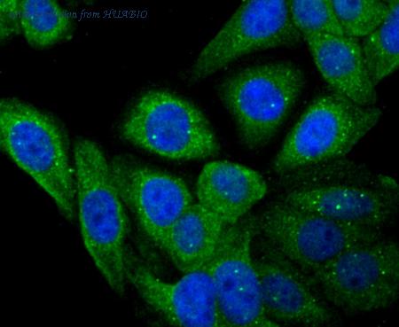 HUABIO ER1802-29 image 2