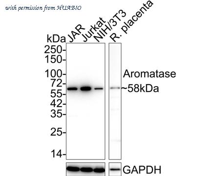 HUABIO ER1802-38 image 1