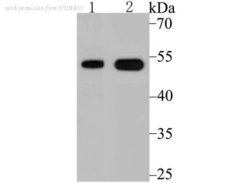 HUABIO ER1802-40 image 1