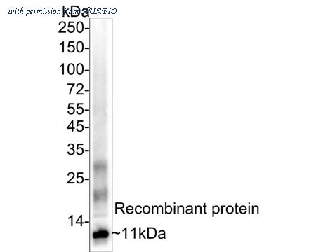 HUABIO ER1802-6 image 1