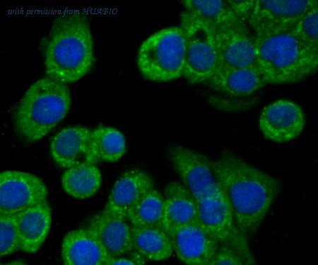 HUABIO ER1802-66 image 3