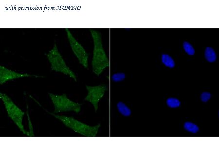 HUABIO ER1802-68 image 2