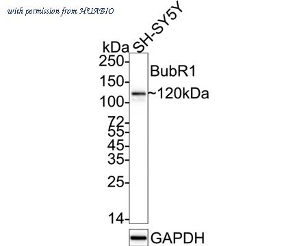 HUABIO ER1802-76 image 1