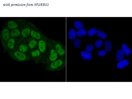 HUABIO ER1802-76 image 2