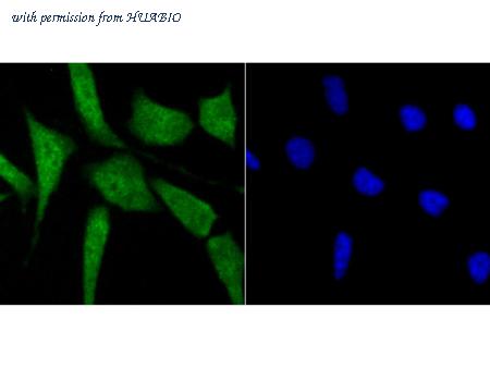 HUABIO ER1802-76 image 3