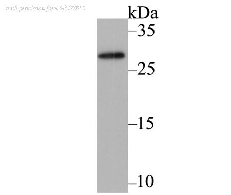 HUABIO ER1802-93 image 1