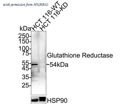 HUABIO ER1802-96 image 1