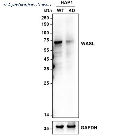 HUABIO ER1803-16 image 1