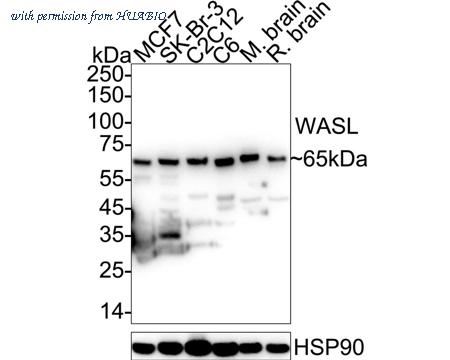 HUABIO ER1803-16 image 2