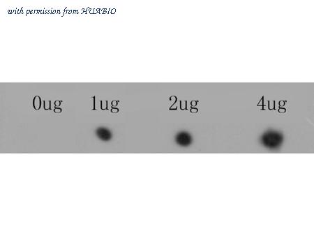 HUABIO ER1803-19 image 1