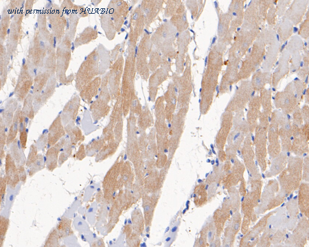 HUABIO ER1803-23 image 3