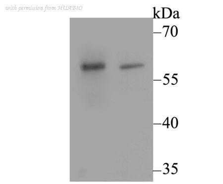 HUABIO ER1803-24 image 1